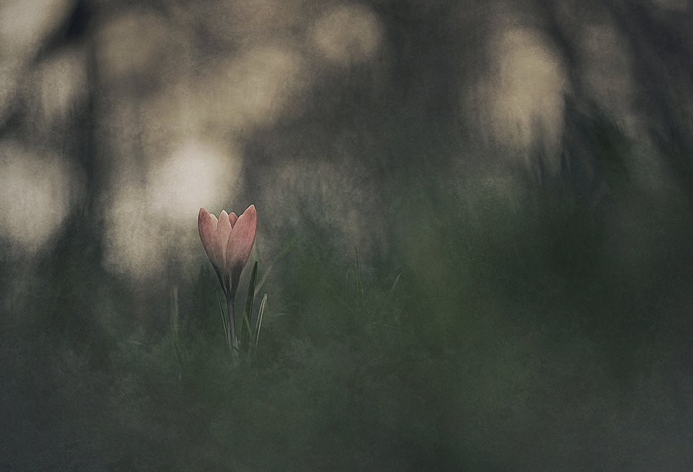 Dromerige roze bloem door Jan van der Linden