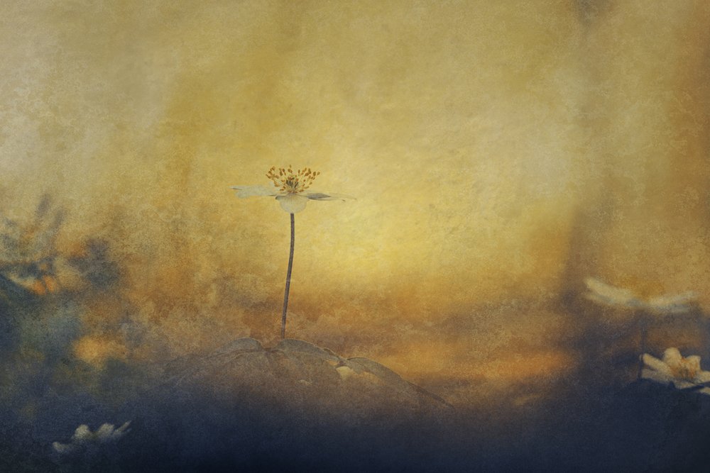 Gouden droombloem door Jan van der Linden