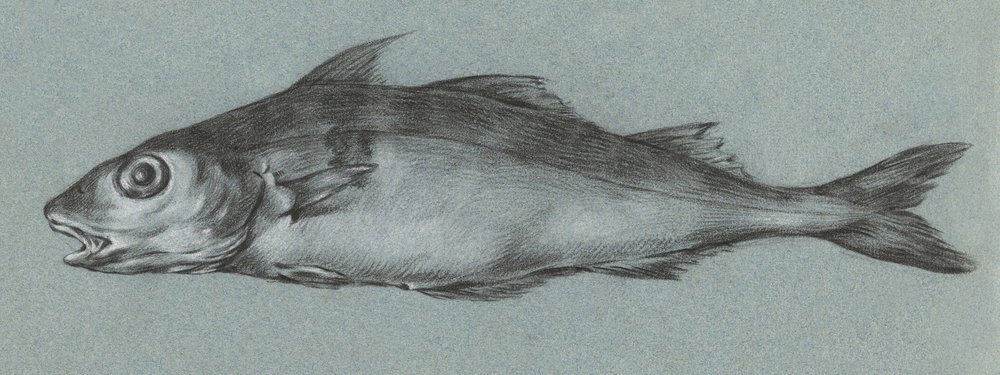 Fish Green (1775–1833) door Jean Bernard