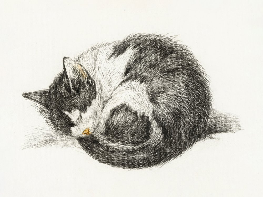 Opgerolde, liggende, slapende kat (1825) door Jean Bernard
