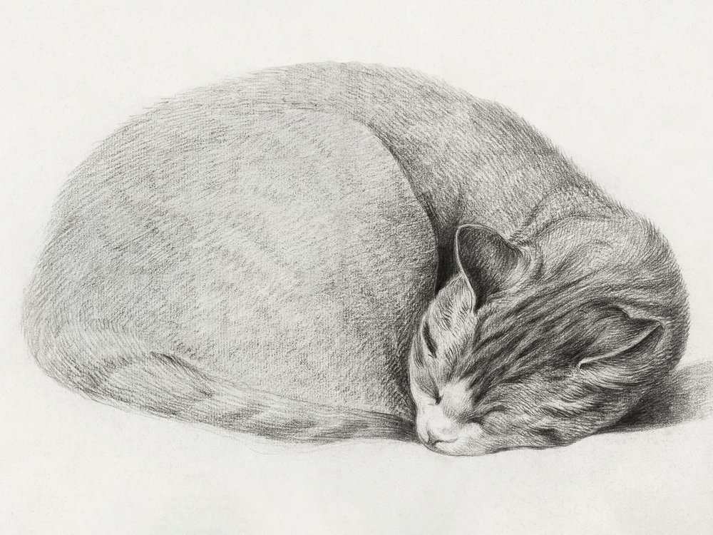 Opgerolde, liggende, slapende kat door Jean Bernard (1775–1883) door Jean Bernard