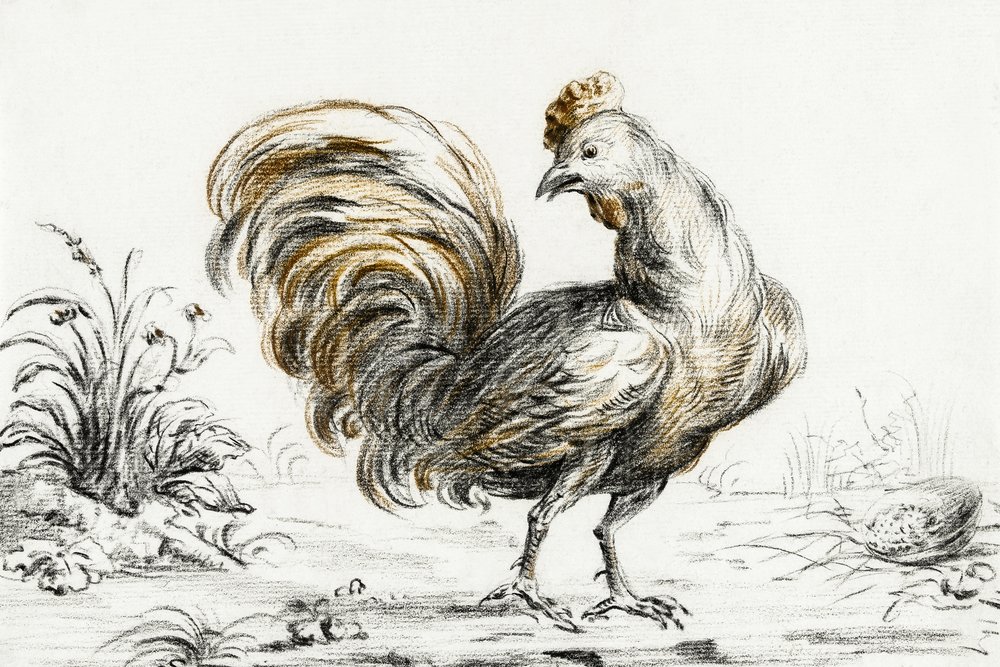 Rooster door Jean Bernard