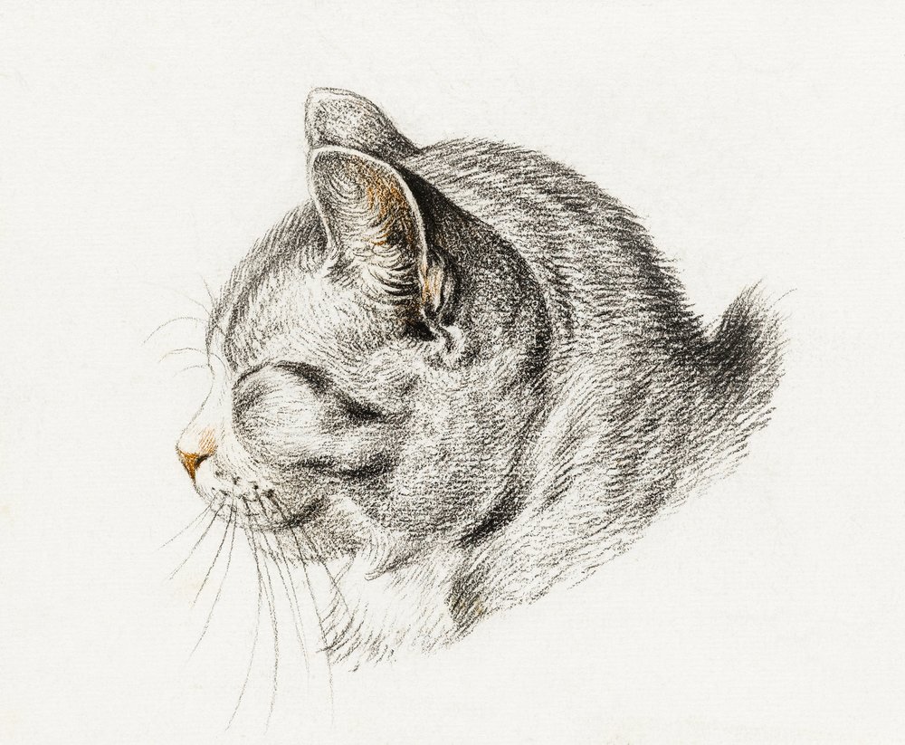 Schets van een kat (1813) door Jean Bernard