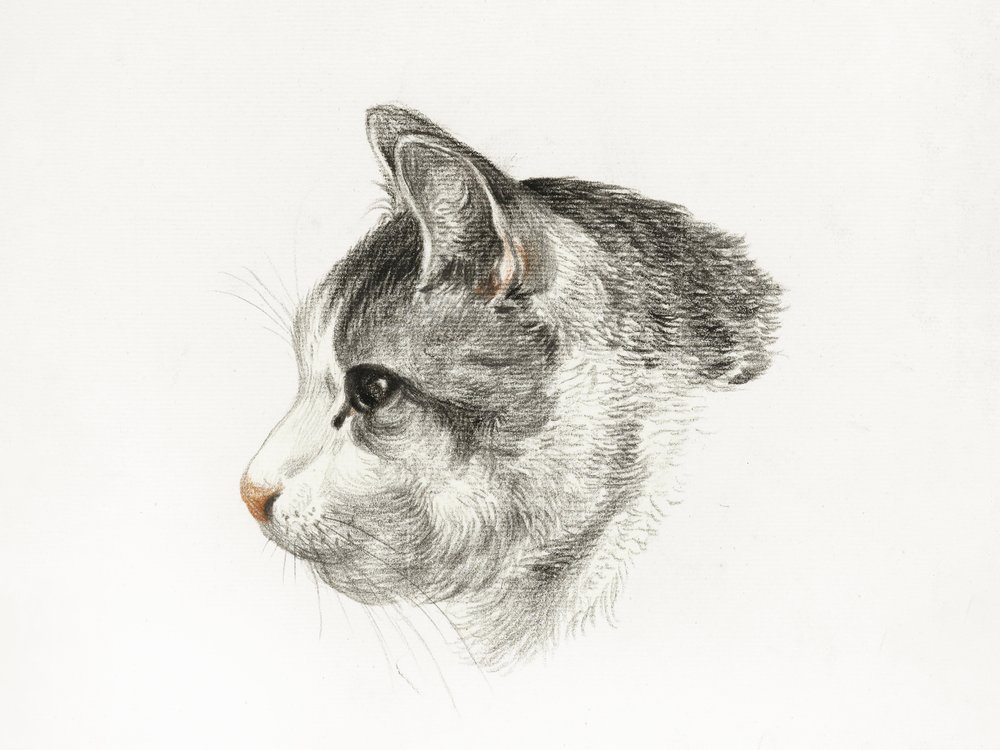 Schets van een kat (1819) Door Jean Bernard (1775–1883) door Jean Bernard