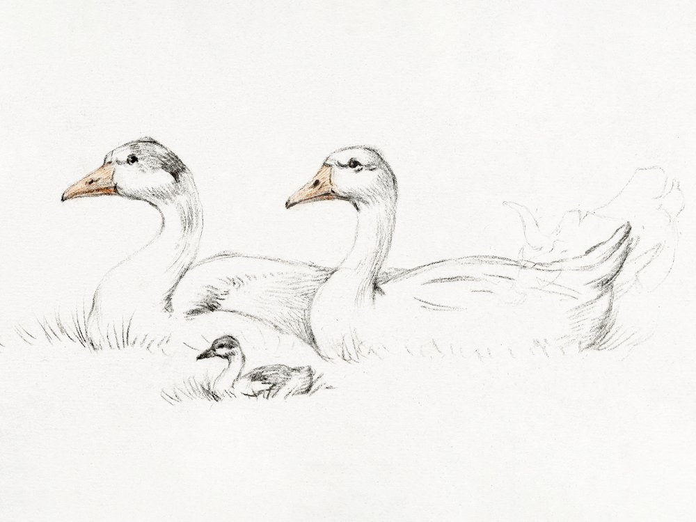 Twee ganzen met een jong (1775–1833) door Jean Bernard