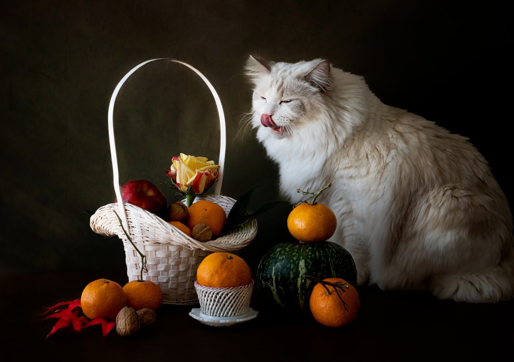 Herfstfruitstilleven met kat door Jie Fischer