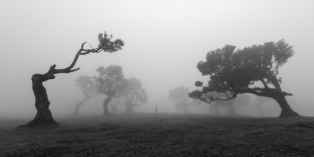 Knoestige bomen in de mist door Jochen Bongaerts