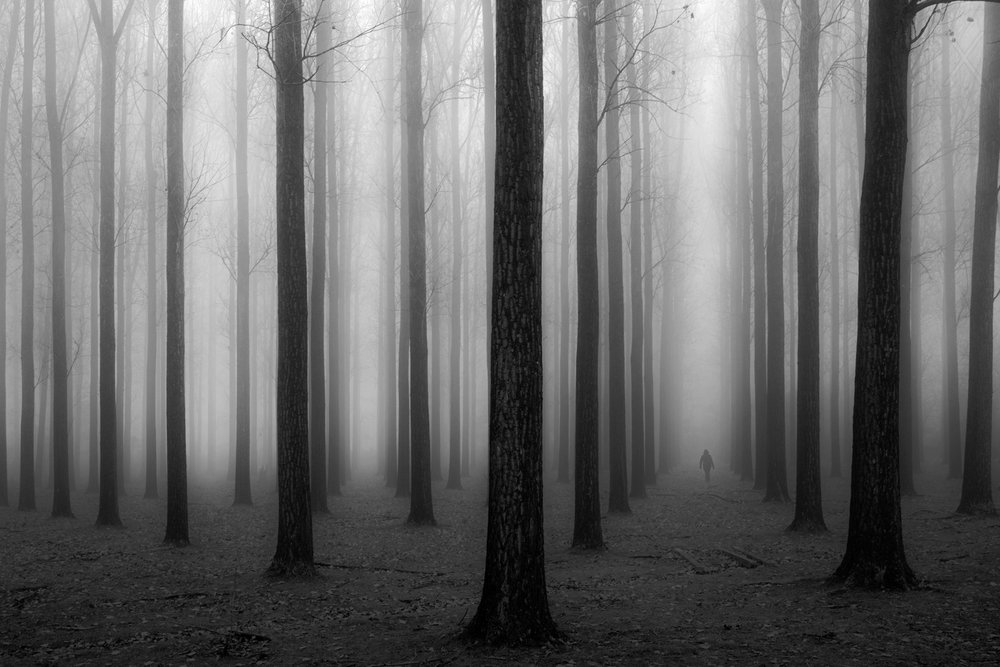 Het mysterieuze mistige bos door Jochen Bongaerts