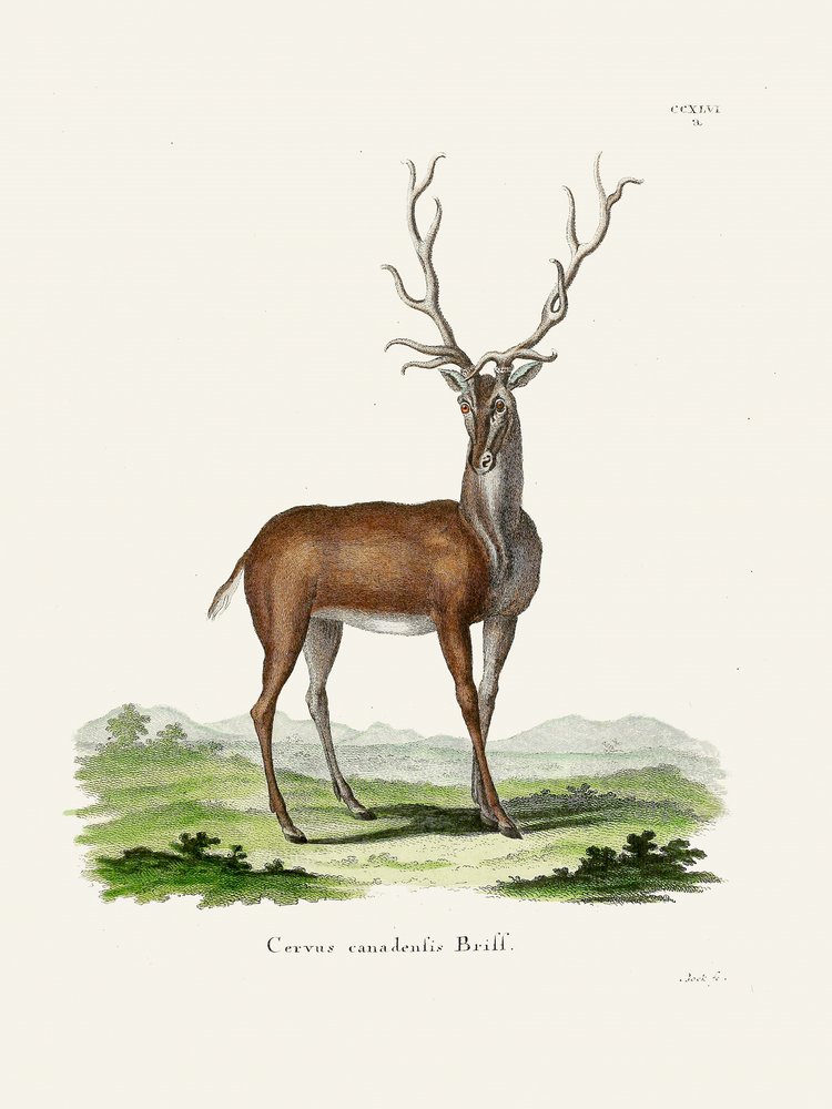 Elk  Door Johann Christian Daniel Von Schreber. door Johann Christian Daniel Von Schreber