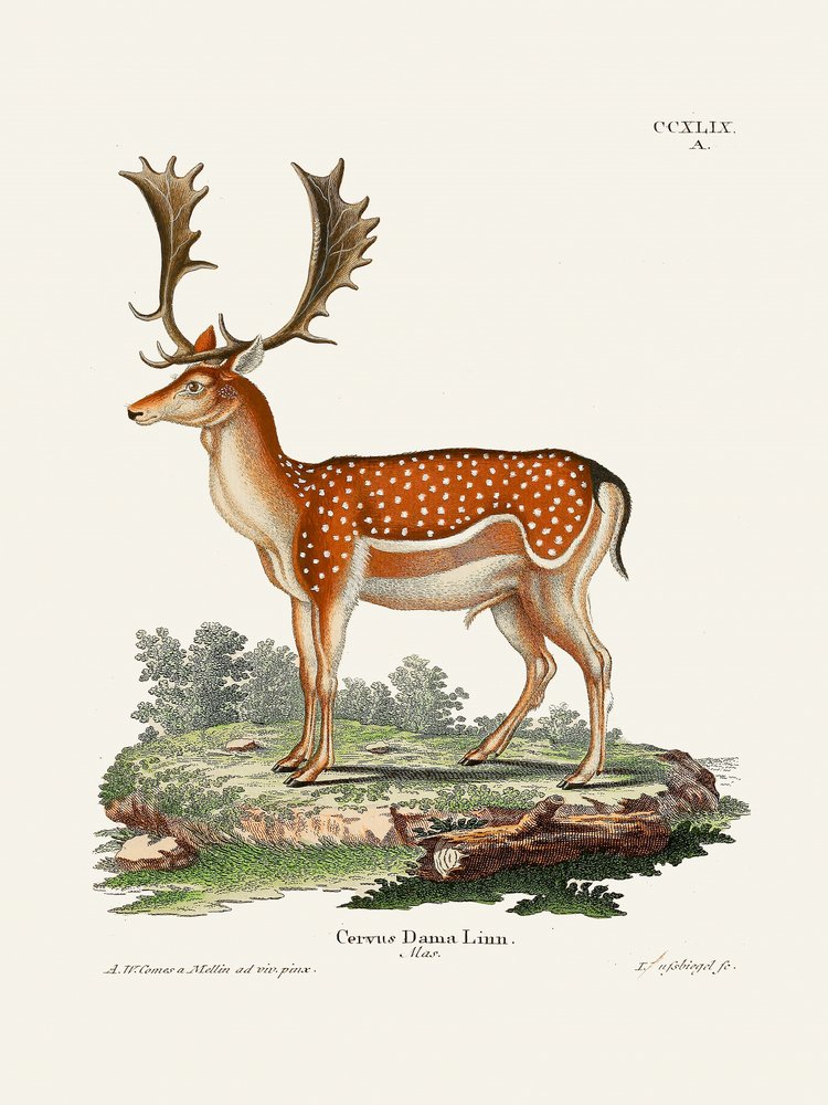 Europees damhert  Door Johann Christian Daniel von Schreber. door Johann Christian Daniel Von Schreber