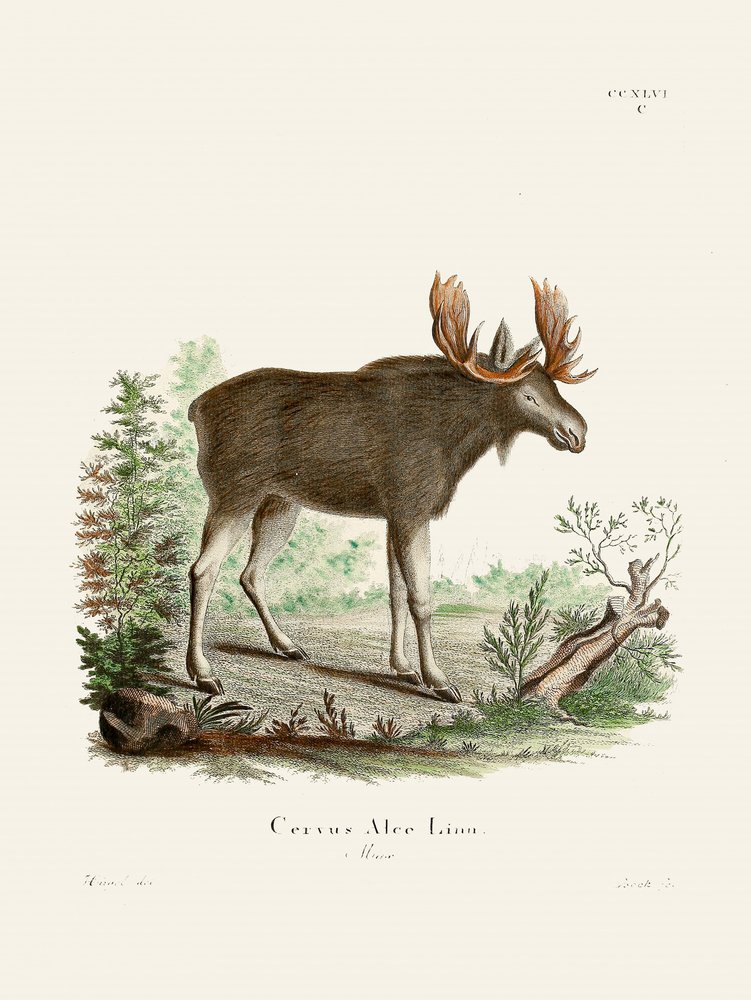 Moose door Johann Christian Daniel von Schreber. door Johann Christian Daniel Von Schreber