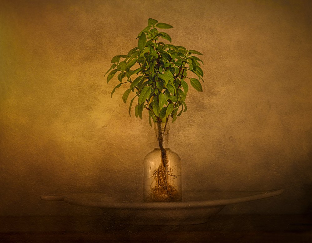 Stilleven met een plant met wortels door John-Mei Zhong