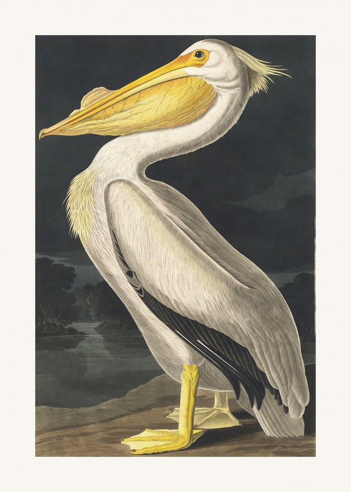 Amerikaanse witte pelikaan uit *Birds of America* (1827) door John James Audubon