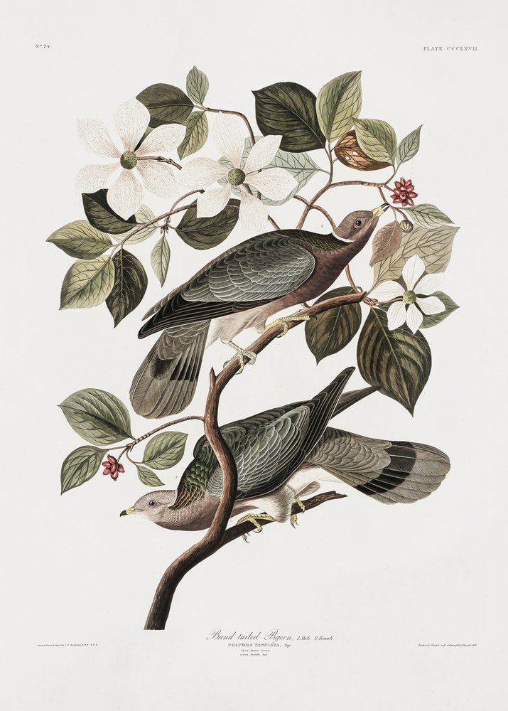  door John James Audubon