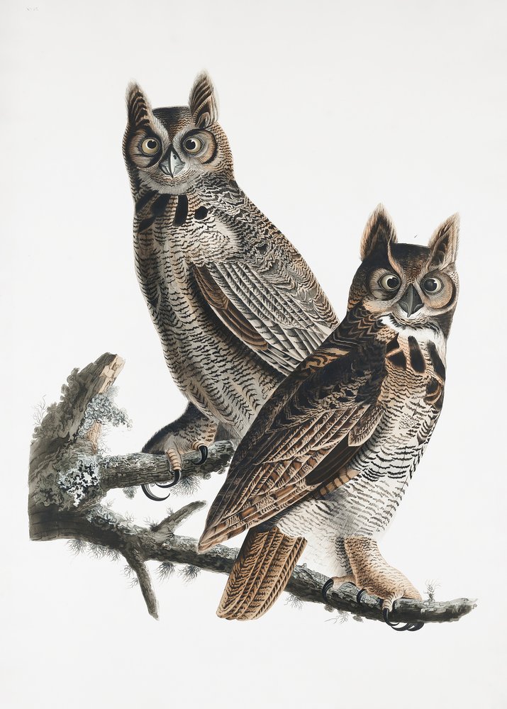  door John James Audubon