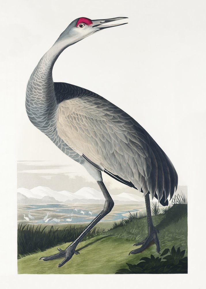 Amerikaanse kraanvogel uit *Birds of America* (1827) door John James Audubon