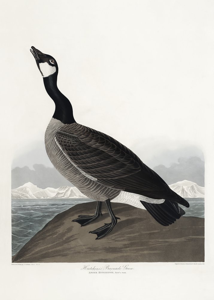 De brandgans van Hutchins uit *Birds of America* (1827) door John James Audubon
