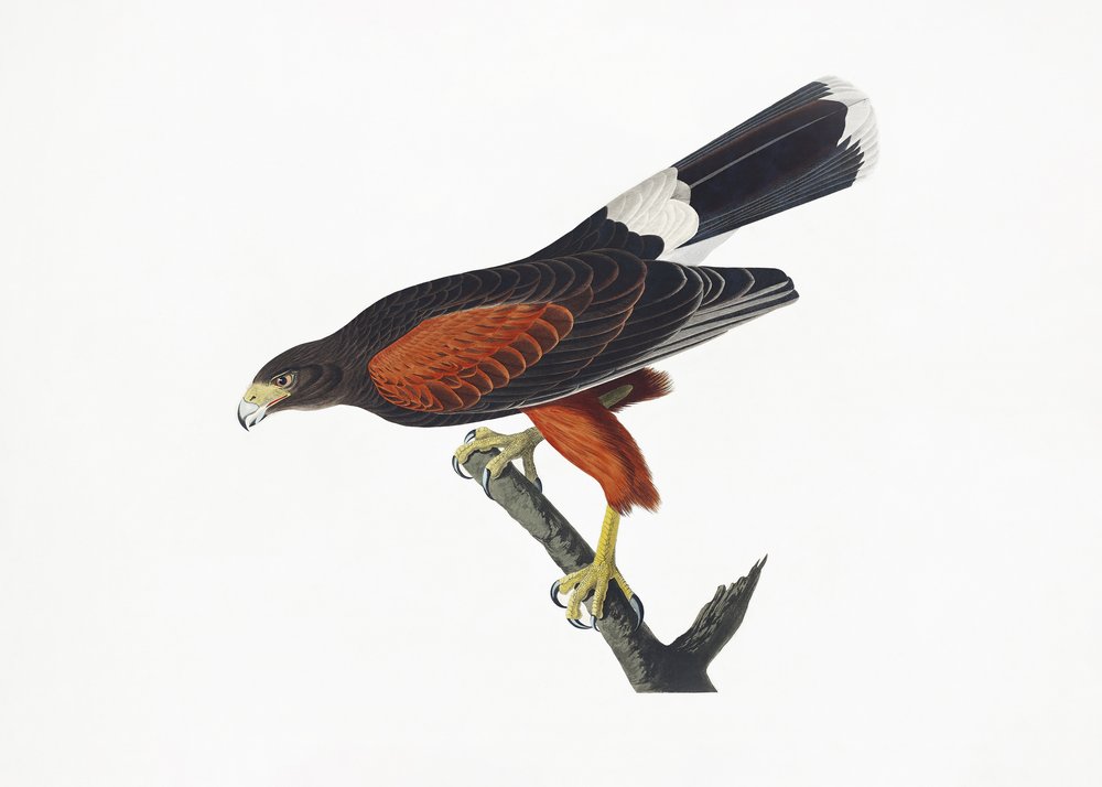  door John James Audubon
