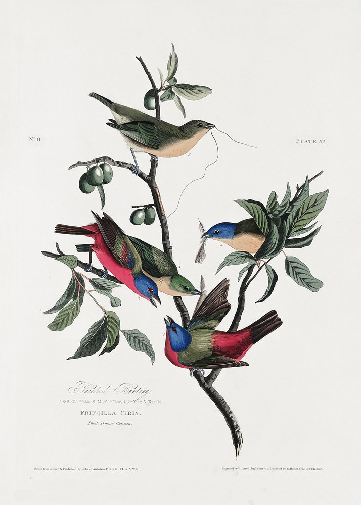  door John James Audubon