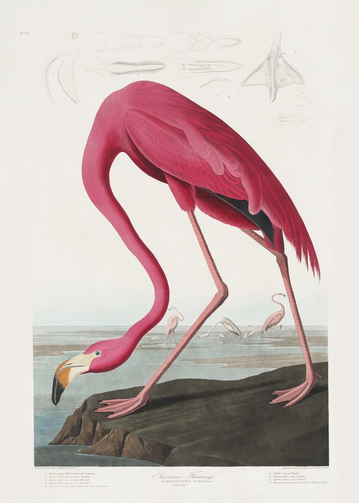 Roze flamingo uit *Birds of America* (1827) door John James Audubon