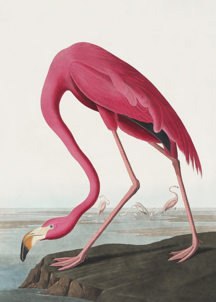 Roze flamingo II uit *Birds of America* (1827) door John James Audubon