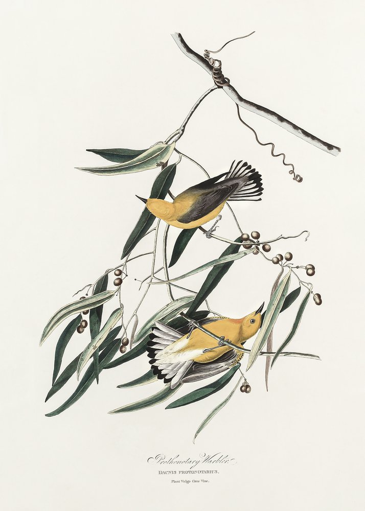 Prothonotary-zanger uit *Birds of America* (1827) door John James Audubon