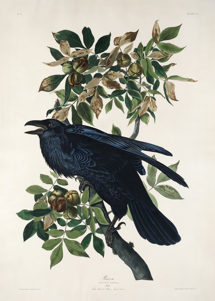  door John James Audubon