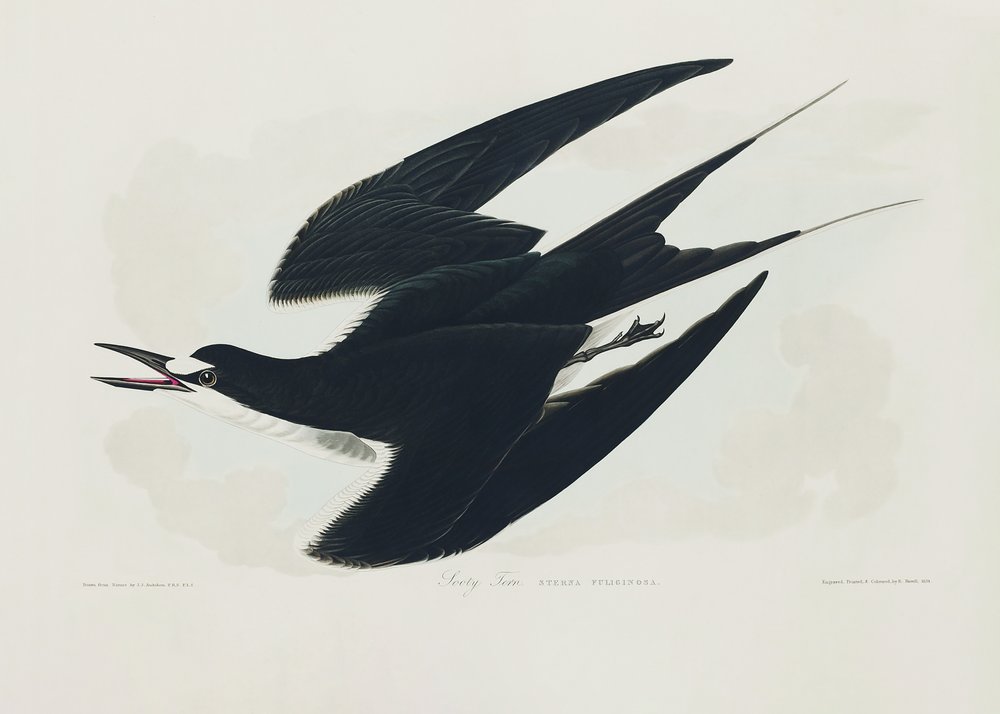 Roetstern uit *Birds of America* (1827) door John James Audubon
