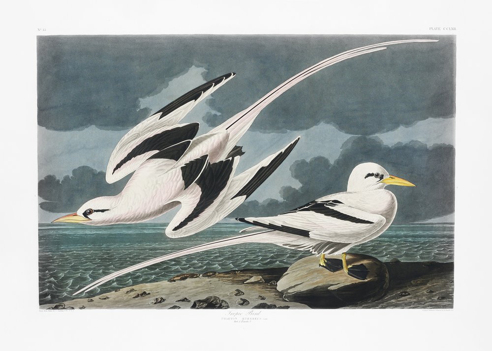 Tropische vogel uit *Birds of America* (1827) door John James Audubon