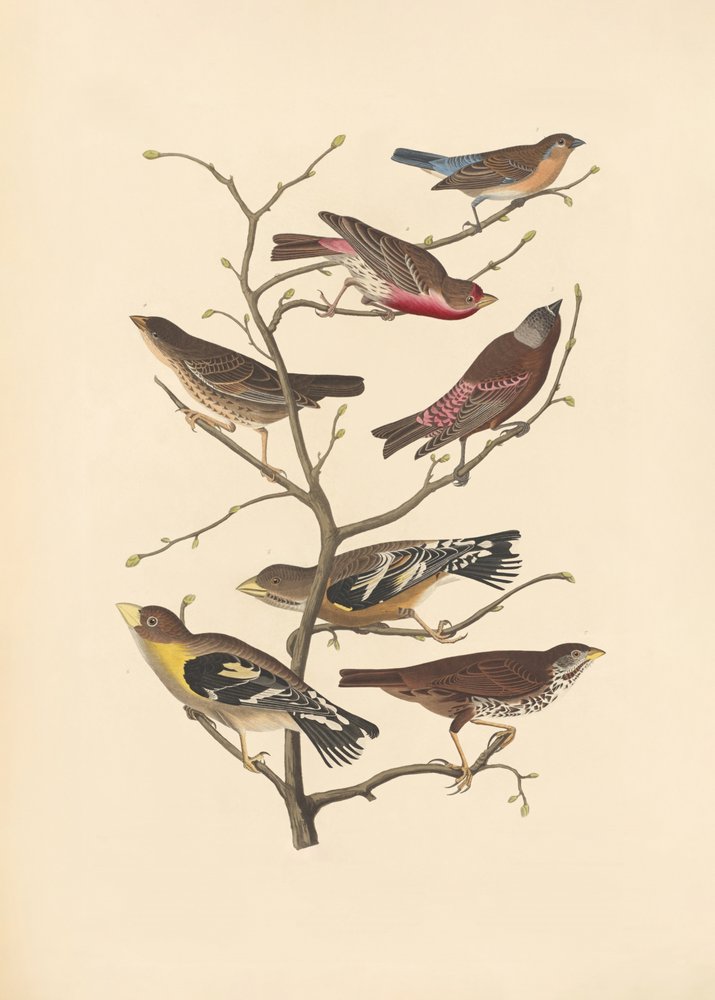 Lazuli-vink door John James Audubon/ Rob Havell