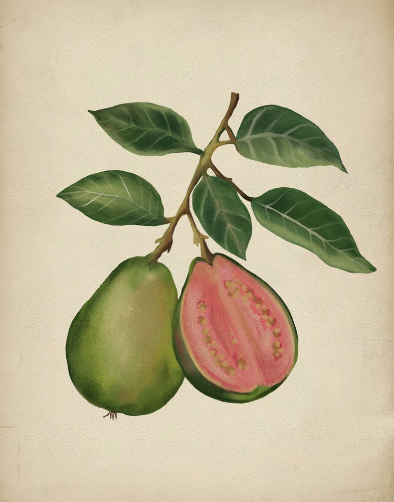 Verse guave (botanisch) door Josie George