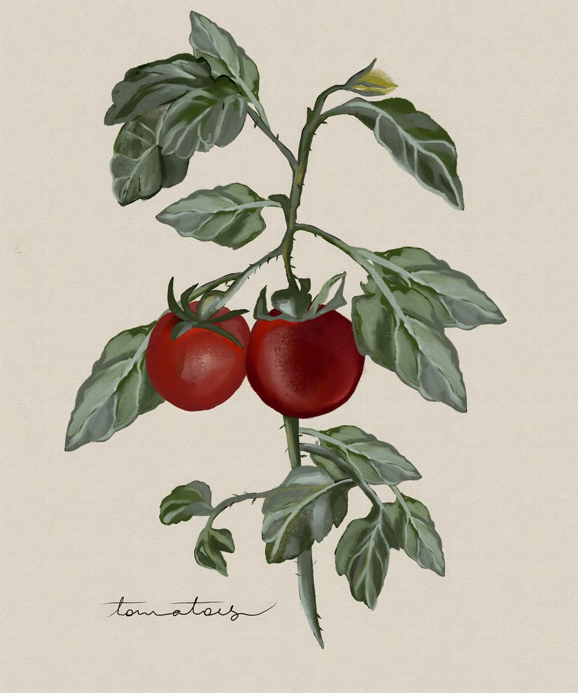 Rijpe tomaten aan de tros door Josie George