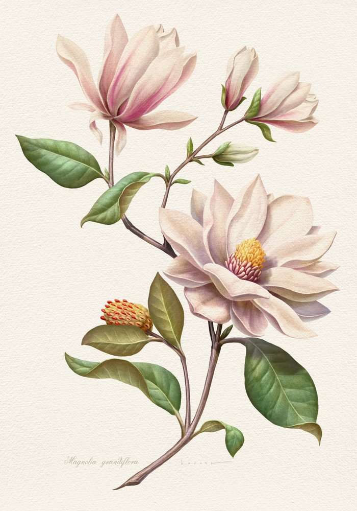 Bloeiende magnolia’s door Juan Hernaz