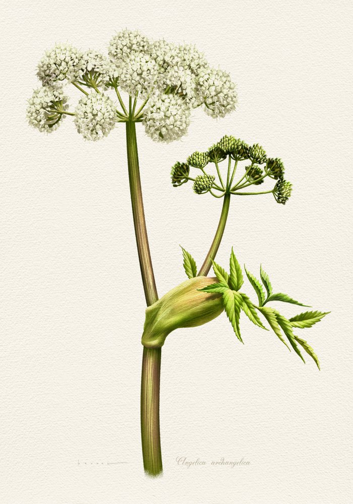 Botanische illustratie van witte engelwortel door Juan Hernaz