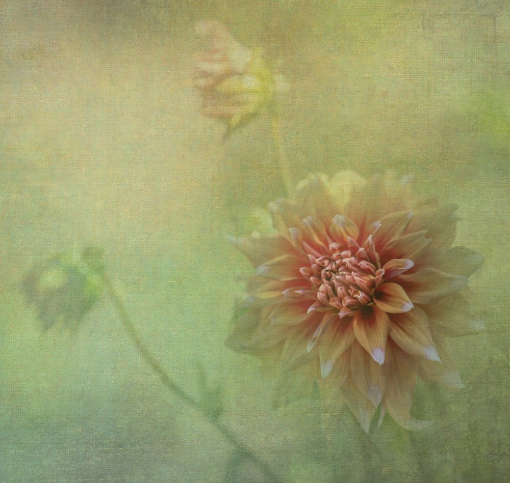 Dromerige dahlia in bloei door Judy Tseng