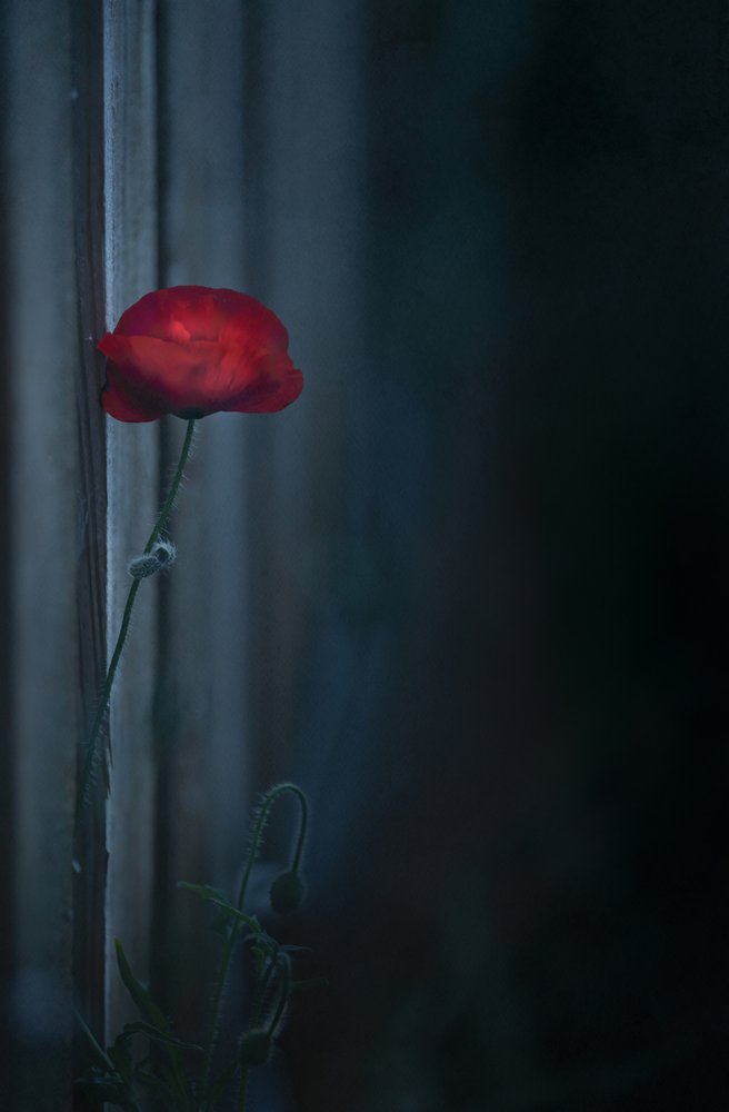 Stemmige rode papaver in bloei door Judy Tseng