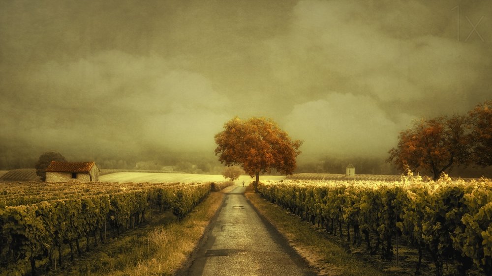 Autumn Vineyard Road door Lars van de Goor †