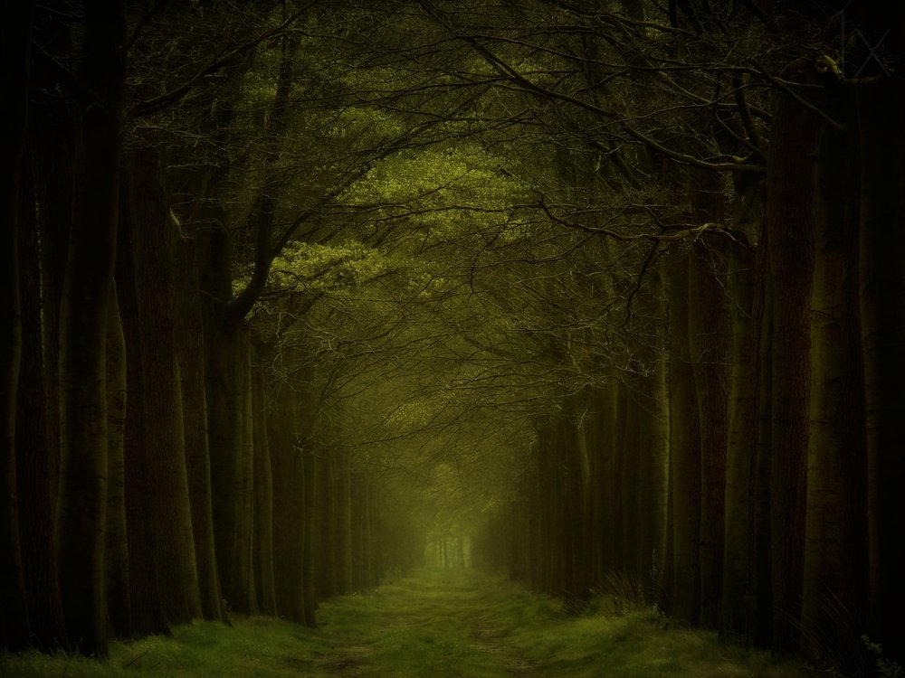 Pad door het donkere bos door Lars van de Goor †
