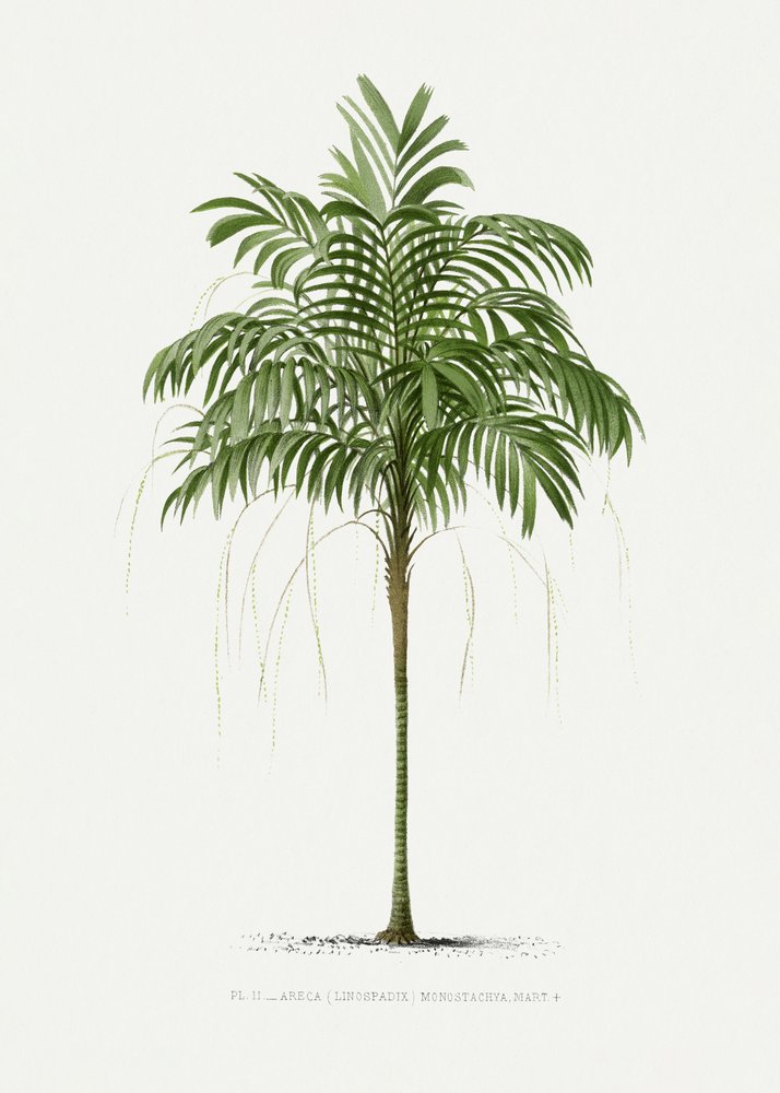Ii Areca Monostachya door Les Palmiers Histoire Iconographique