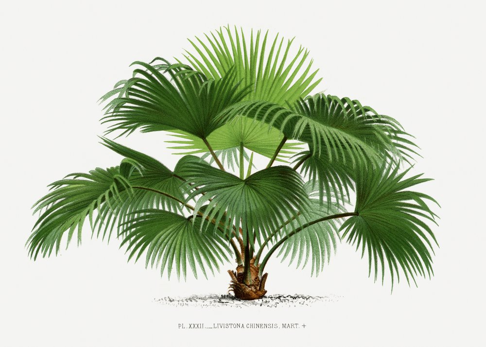 Livistona C door Les Palmiers Histoire Iconographique