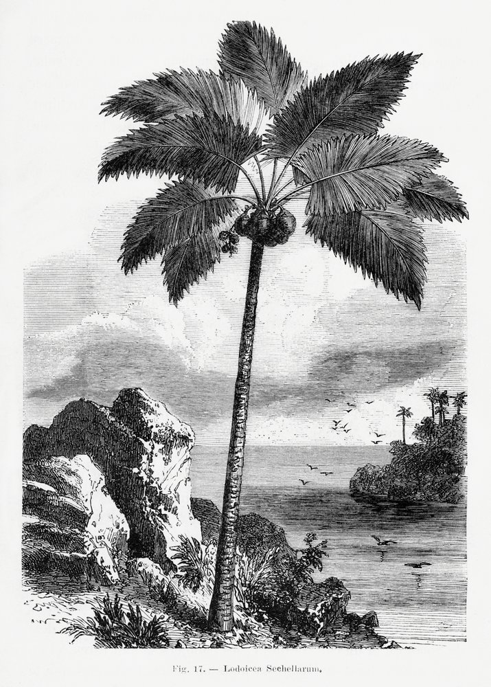 Vintage palmboomtekening I door Les Palmiers Histoire Iconographique
