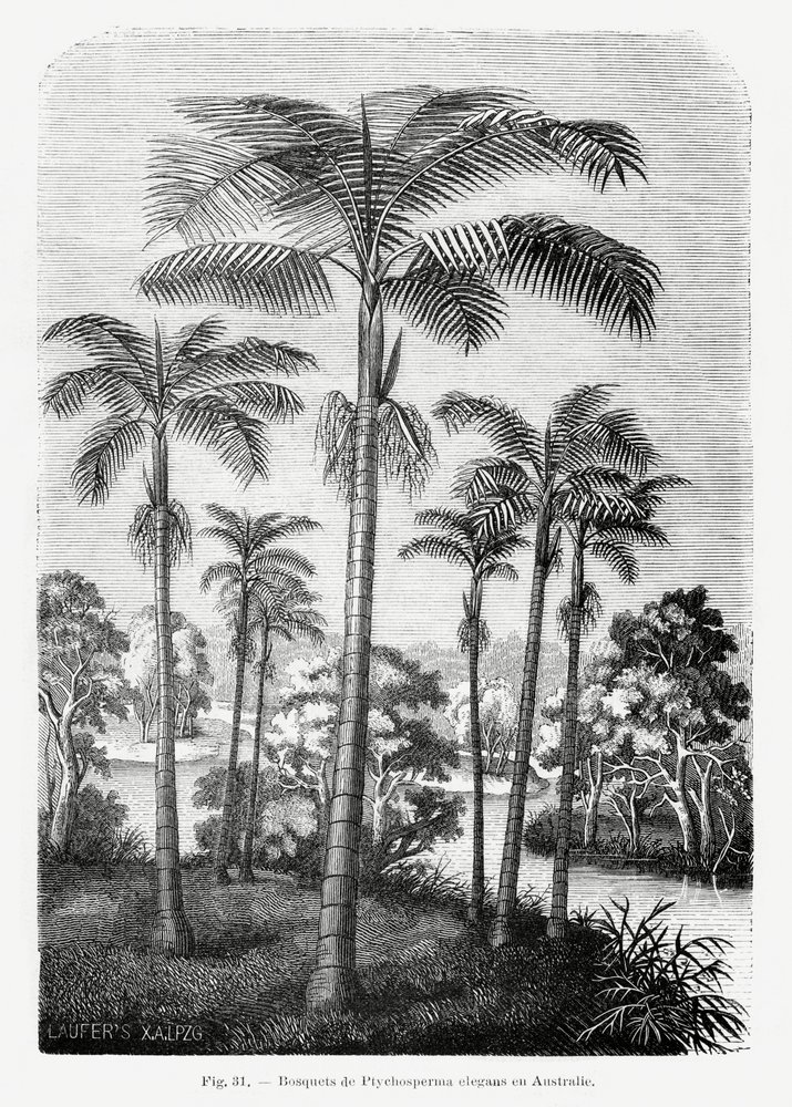 Vintage palmboomtekening II door Les Palmiers Histoire Iconographique
