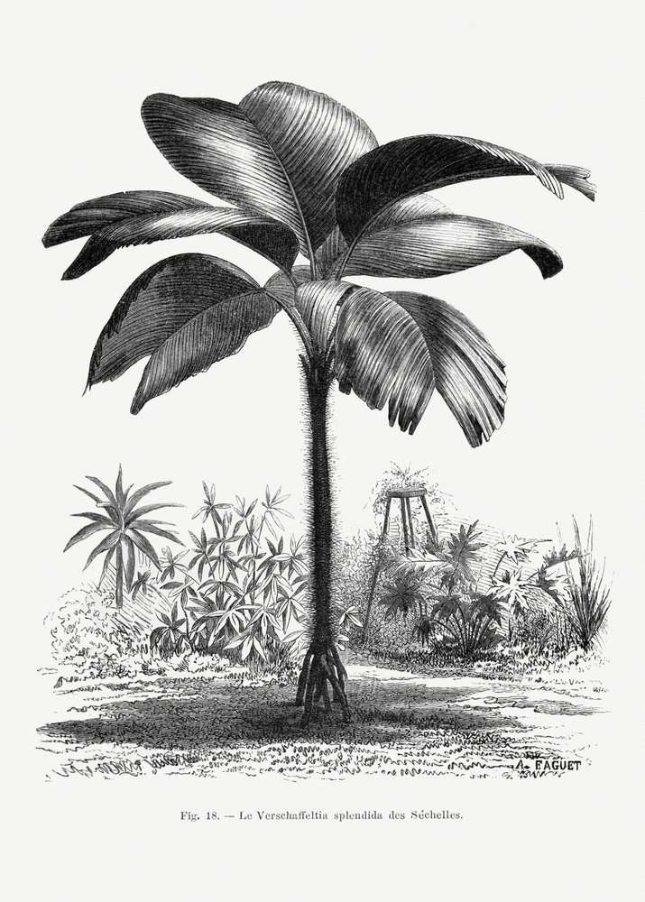 Vintage palmboomtekening III door Les Palmiers Histoire Iconographique