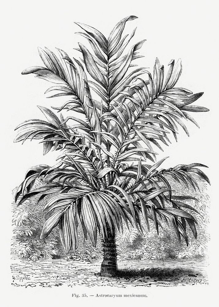 Vintage palmboomtekening Ix door Les Palmiers Histoire Iconographique