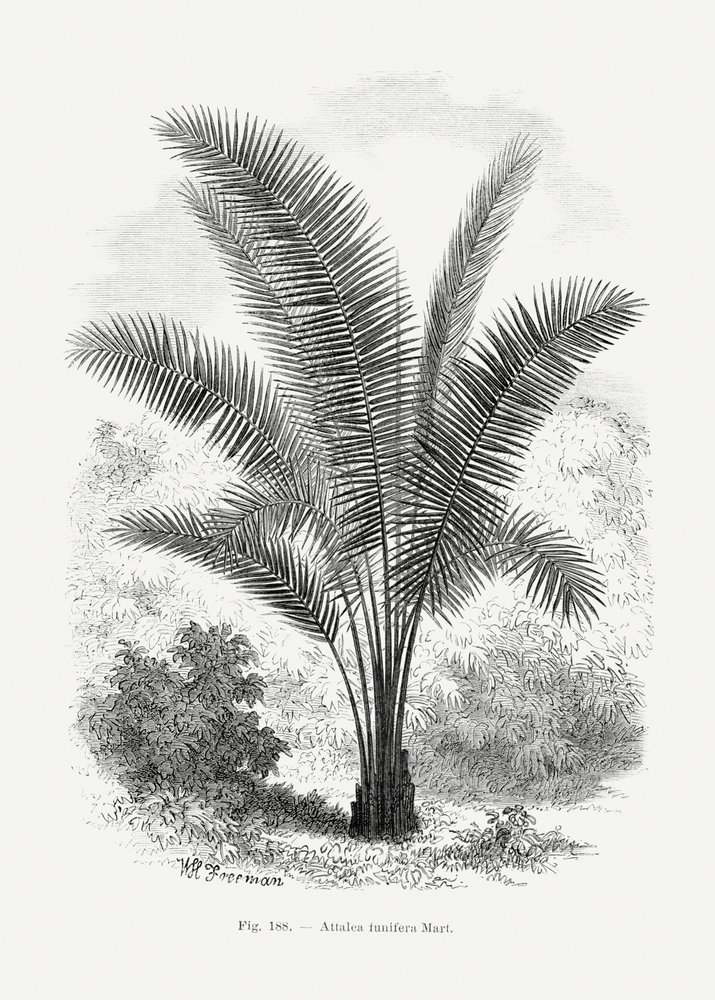 Vintage palmboomtekening VII door Les Palmiers Histoire Iconographique