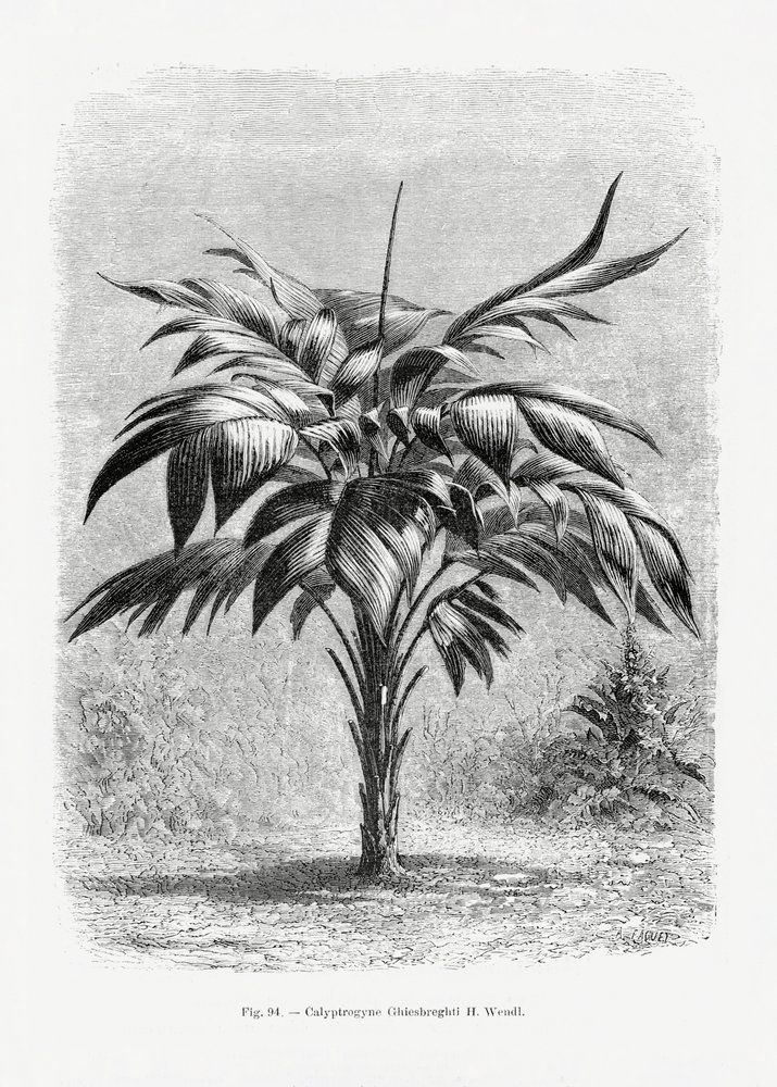 Vintage palmboomtekening VIII door Les Palmiers Histoire Iconographique