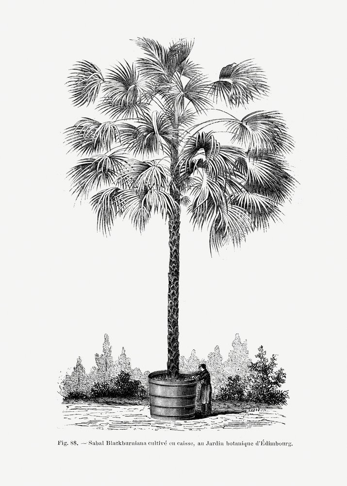 Vintage palmboomtekening X door Les Palmiers Histoire Iconographique