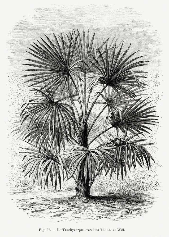 Vintage tekening van een palmboom Xi door Les Palmiers Histoire Iconographique