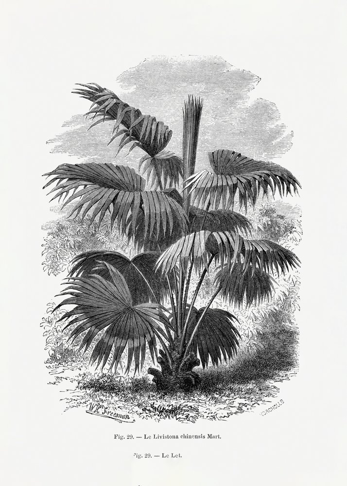 Vintage palmboomtekening XII door Les Palmiers Histoire Iconographique