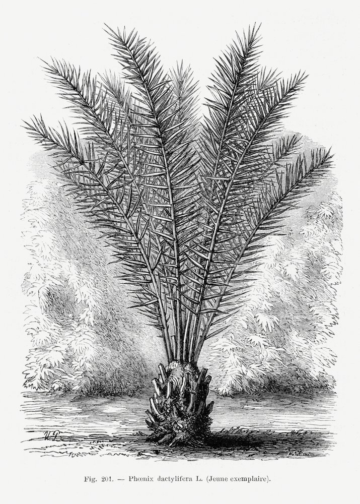 Vintage palmboomtekening XIII door Les Palmiers Histoire Iconographique